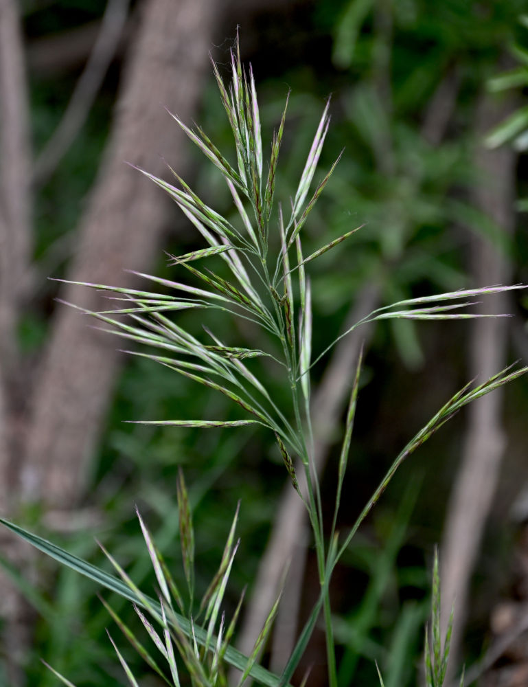 Image of Bromus magnus specimen.