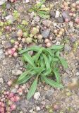 genus Plantago. Плодоносящие растения. Турция, ил Артвин, окр. дер. Кашикли 250 м ниже моста через р. Корпусу, левый борт долины, мелкощебенистый участок склона. 12 июня 2026 г.