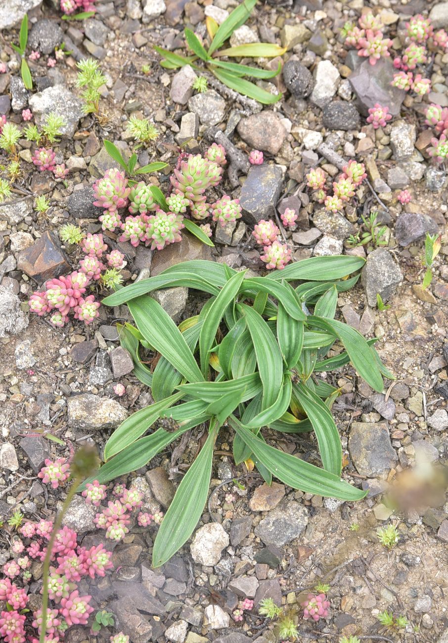 Image of genus Plantago specimen.