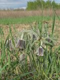 Pulsatilla pratensis