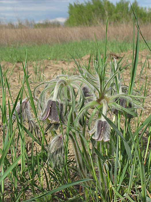 Изображение особи Pulsatilla pratensis.