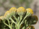 Handelia trichophylla. Часть общего соцветия. Таджикистан, Согдийская обл., Айнинский р-н; Памиро-Алай, Фанские горы, побережье оз. Искандеркуль, дол. р. Сарытаг, ≈ 2290 м н.у.м., обочина грунтовой дороги. 25 июня 2026 г.