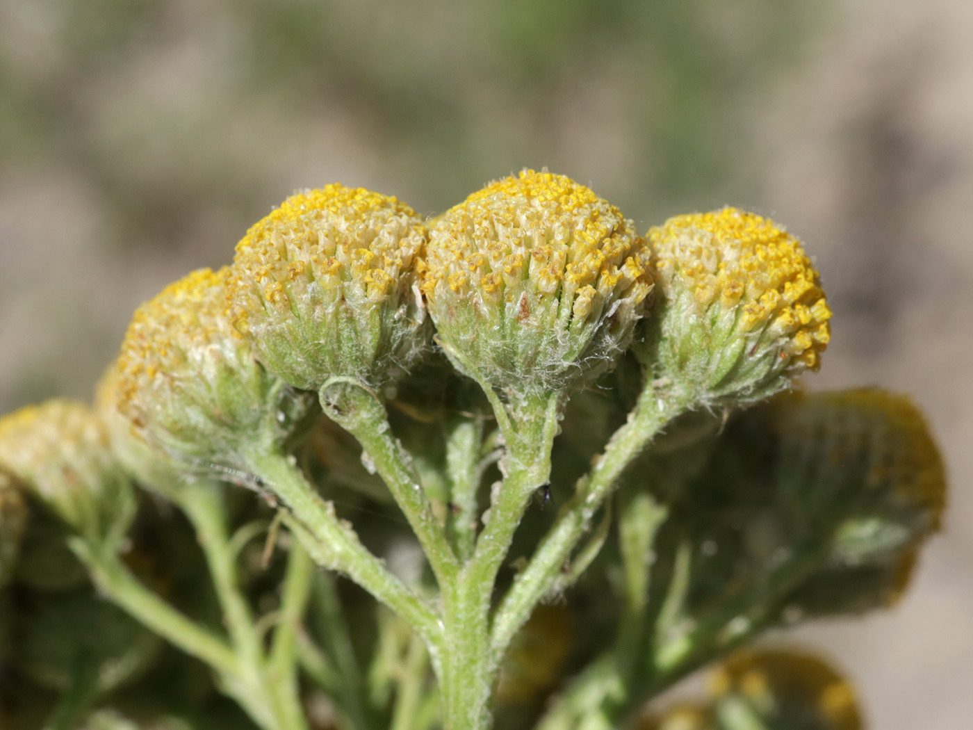 Image of Handelia trichophylla specimen.