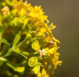 Patrinia rupestris. Цветки и плоды. Приморский край, Спасский р-н, окр. с. Прохоры, остепнённое травяное сообщество с редкими кустарниками в привершинной части каменистого юго-западного склона. 15.09.2026.