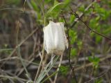 Fritillaria katunica. Верхушка побега с цветком. Казахстан, Восточно-Казахстанская обл., Катон-Карагайский ГНПП, окр. с. Коробиха, кустарниковый склон. 27.04.2026.