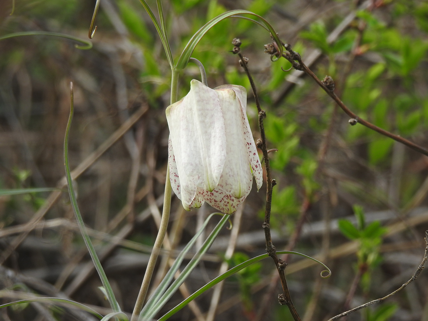 Image of Fritillaria katunica specimen.