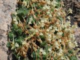 Scutellaria immaculata. Часть цветущего растения. Киргизия, г. Ош, Алайский хр., гора Сулейман-Тоо (locus classicus), выс. ≈ 1600 м н.у.м., трещина в известняковой скале. 15 мая 2026 г.