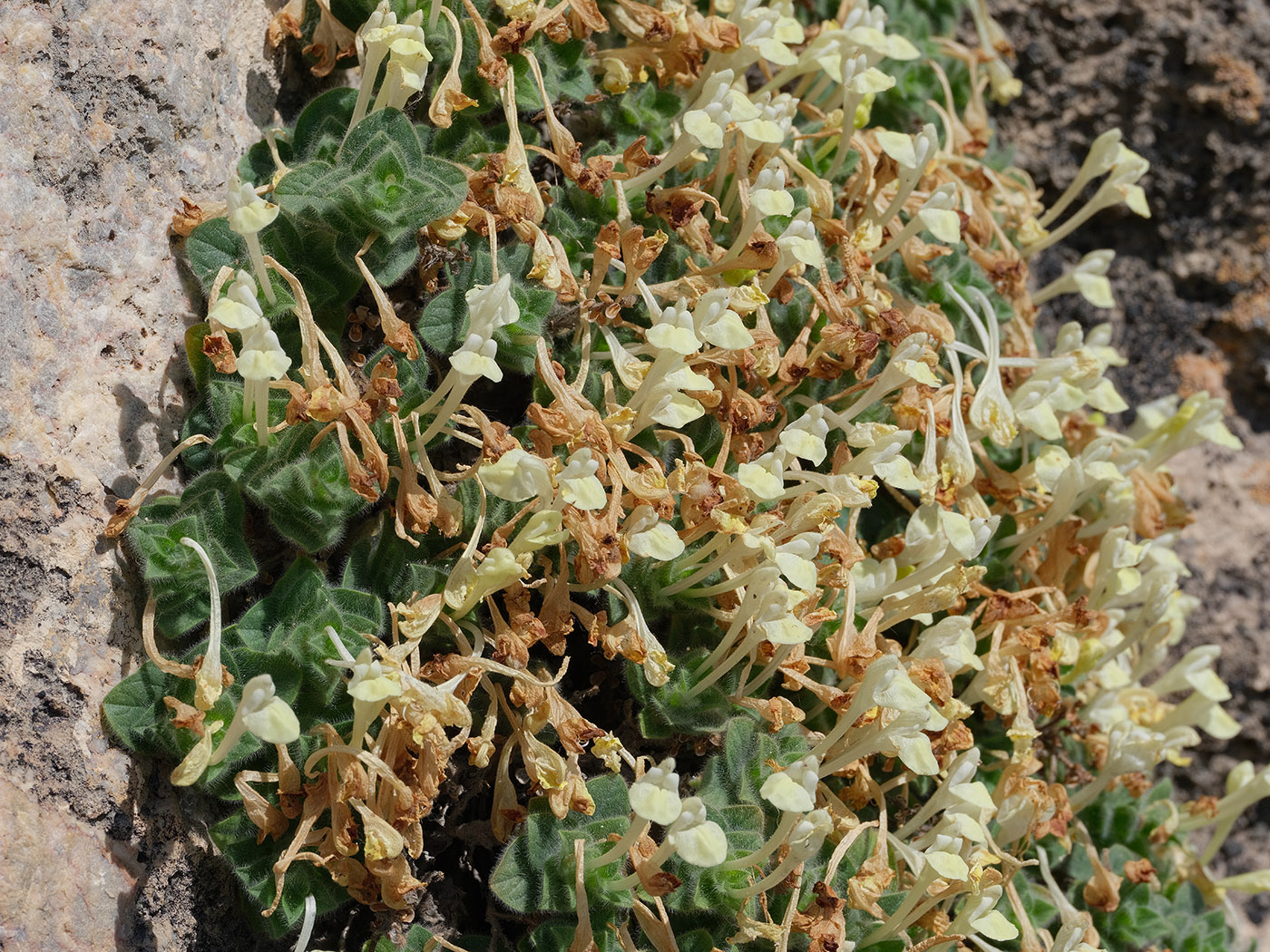 Image of Scutellaria immaculata specimen.
