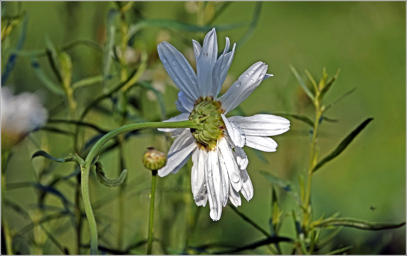 Image of Leucanthemum maximum specimen.