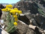 Hypericum scabrum