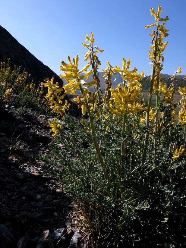 Image of Corydalis stricta specimen.