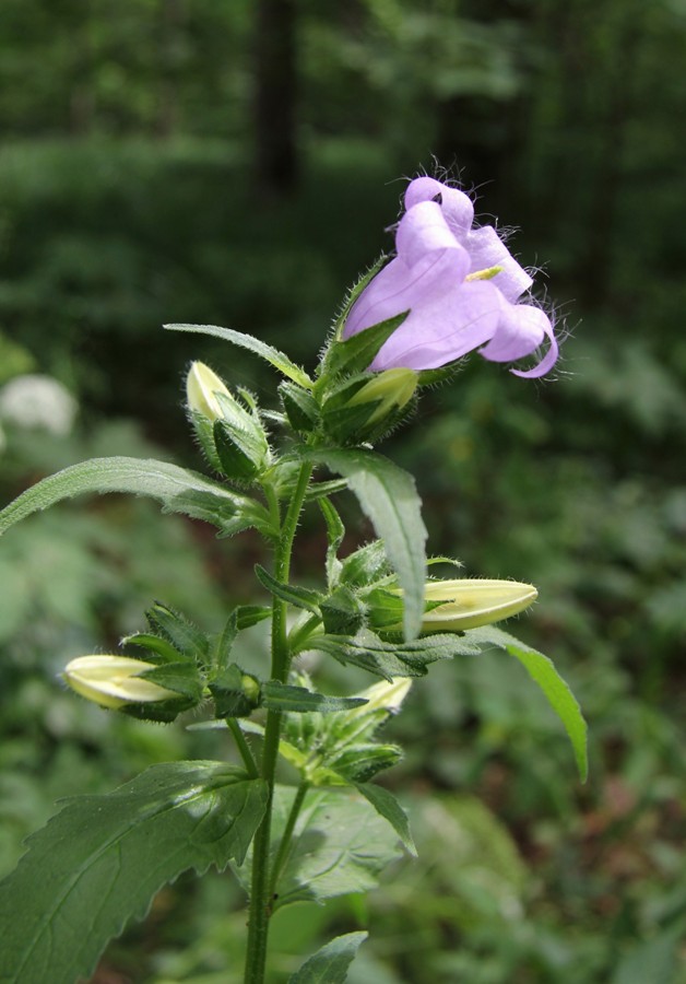 Изображение особи Campanula trachelium.