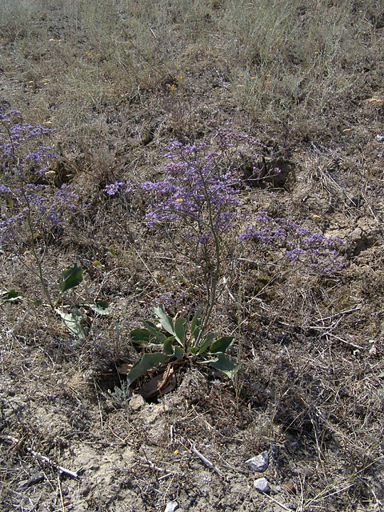 Image of Limonium gmelinii specimen.