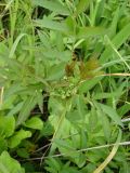 Cicuta virosa