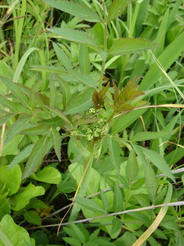 Image of Cicuta virosa specimen.