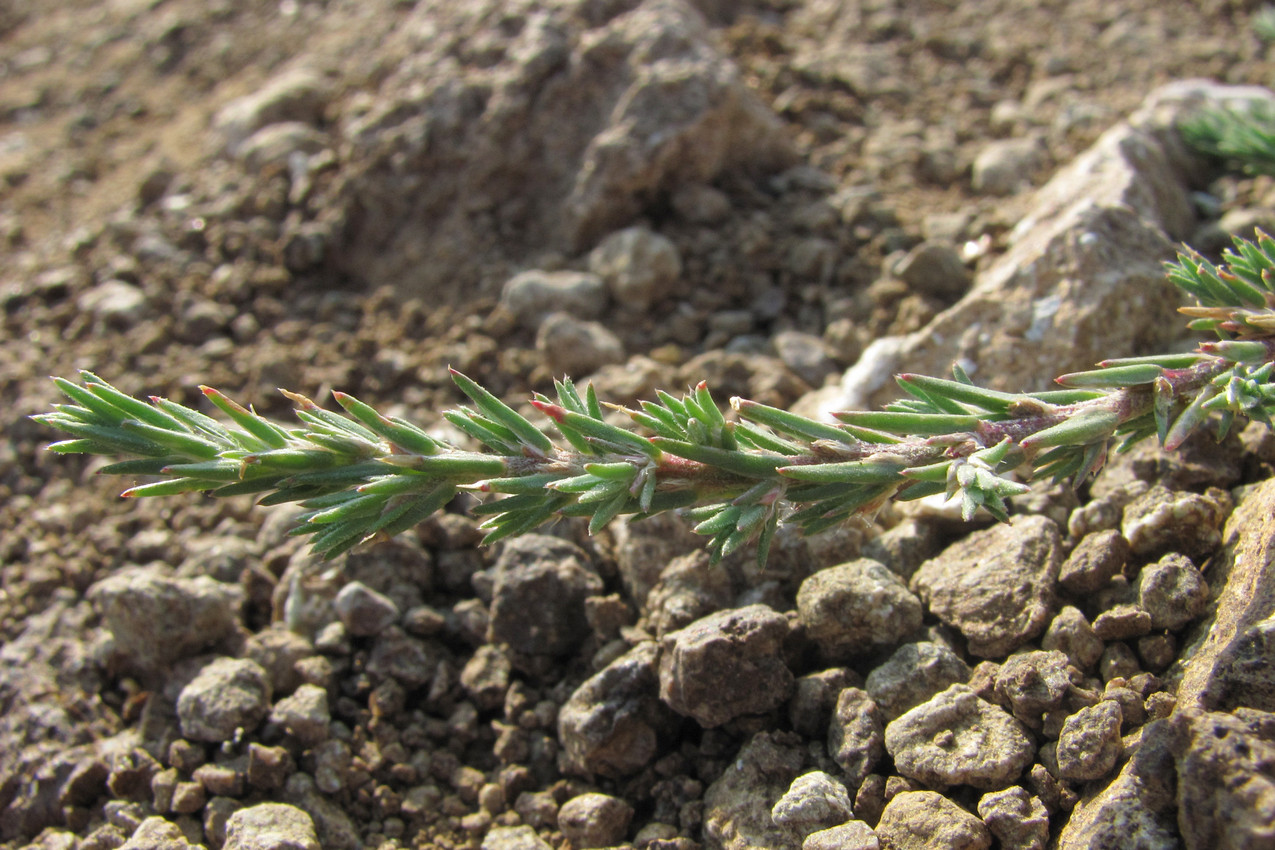 Image of Polycnemum arvense specimen.