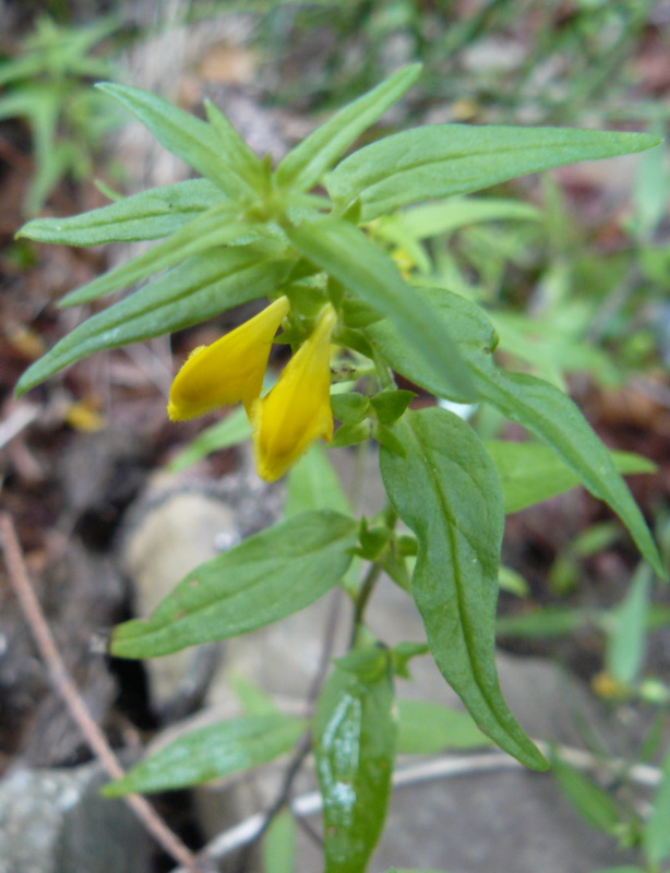 Image of Melampyrum herbichii specimen.