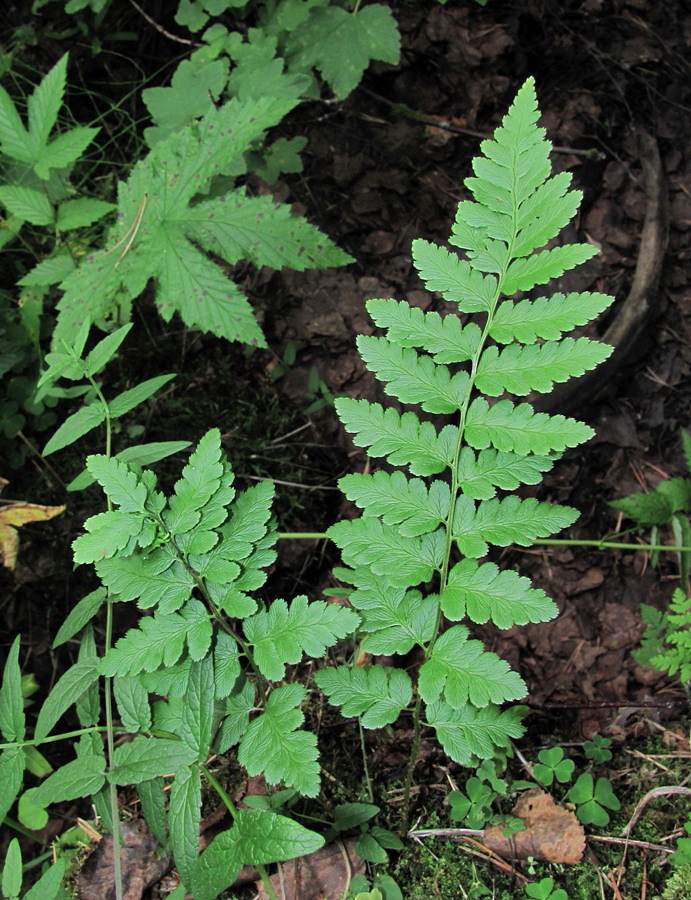 Изображение особи Dryopteris cristata.