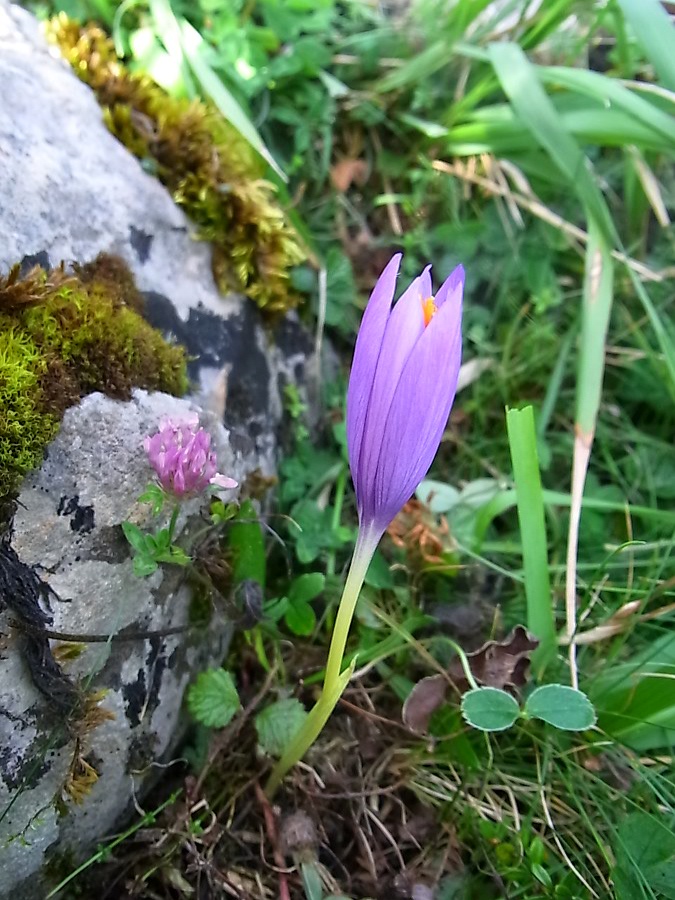 Image of Crocus nudiflorus specimen.
