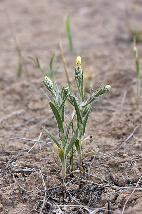 Изображение особи Hyalea pulchella.