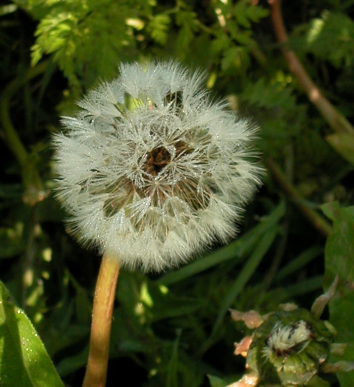 Изображение особи Taraxacum officinale.