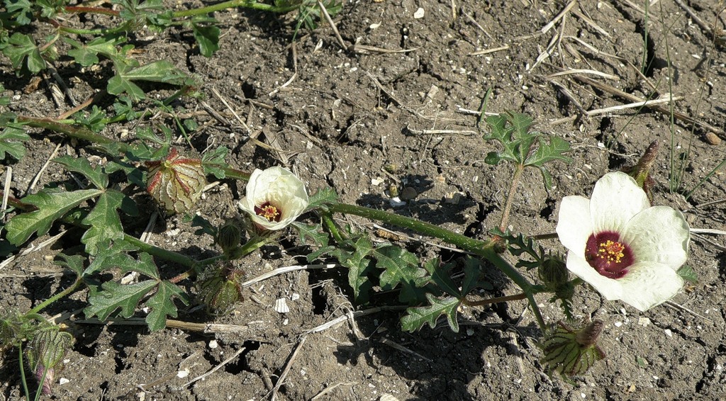 Изображение особи Hibiscus trionum.