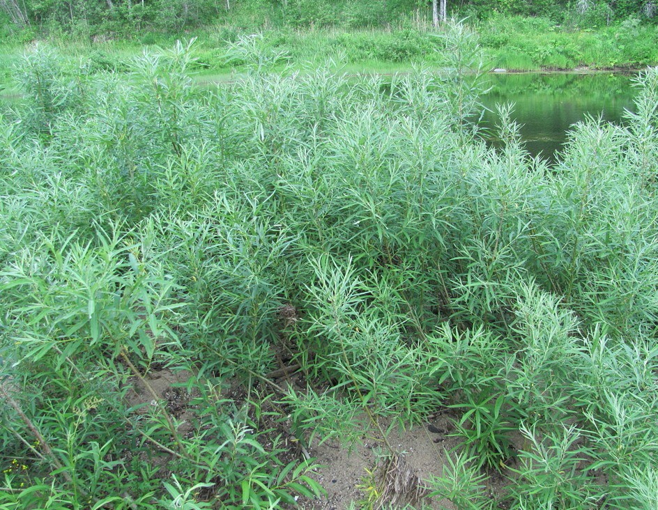 Изображение особи Salix viminalis.