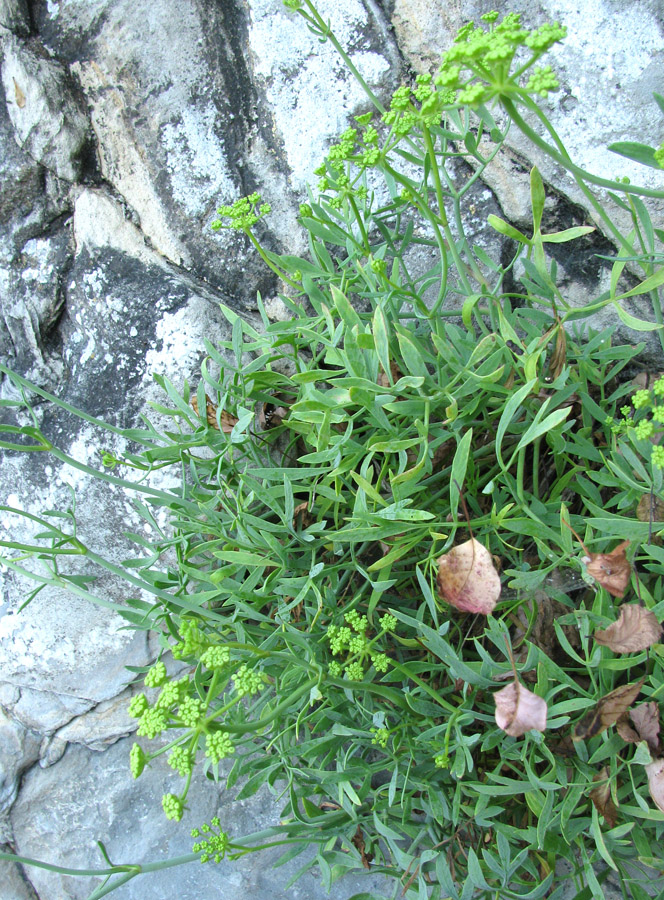 Image of Crithmum maritimum specimen.