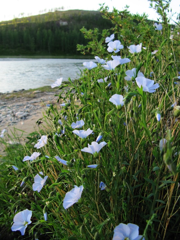 Изображение особи Linum boreale.