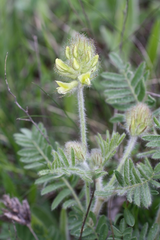 Image of Oxytropis pilosa specimen.