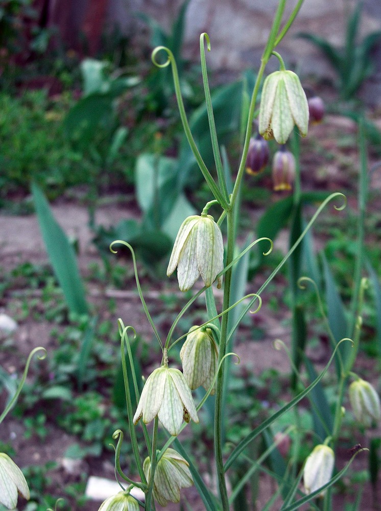 Image of Fritillaria thunbergii specimen.