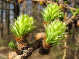 Larix sibirica