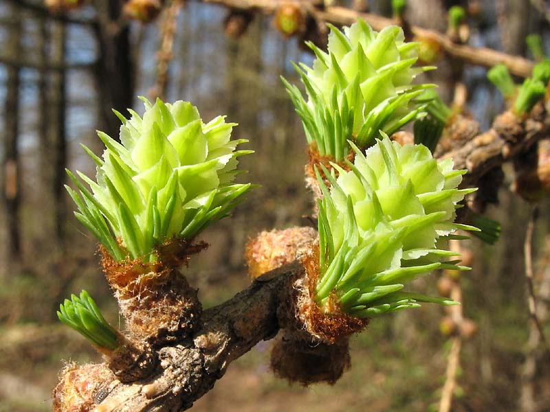 Image of Larix sibirica specimen.