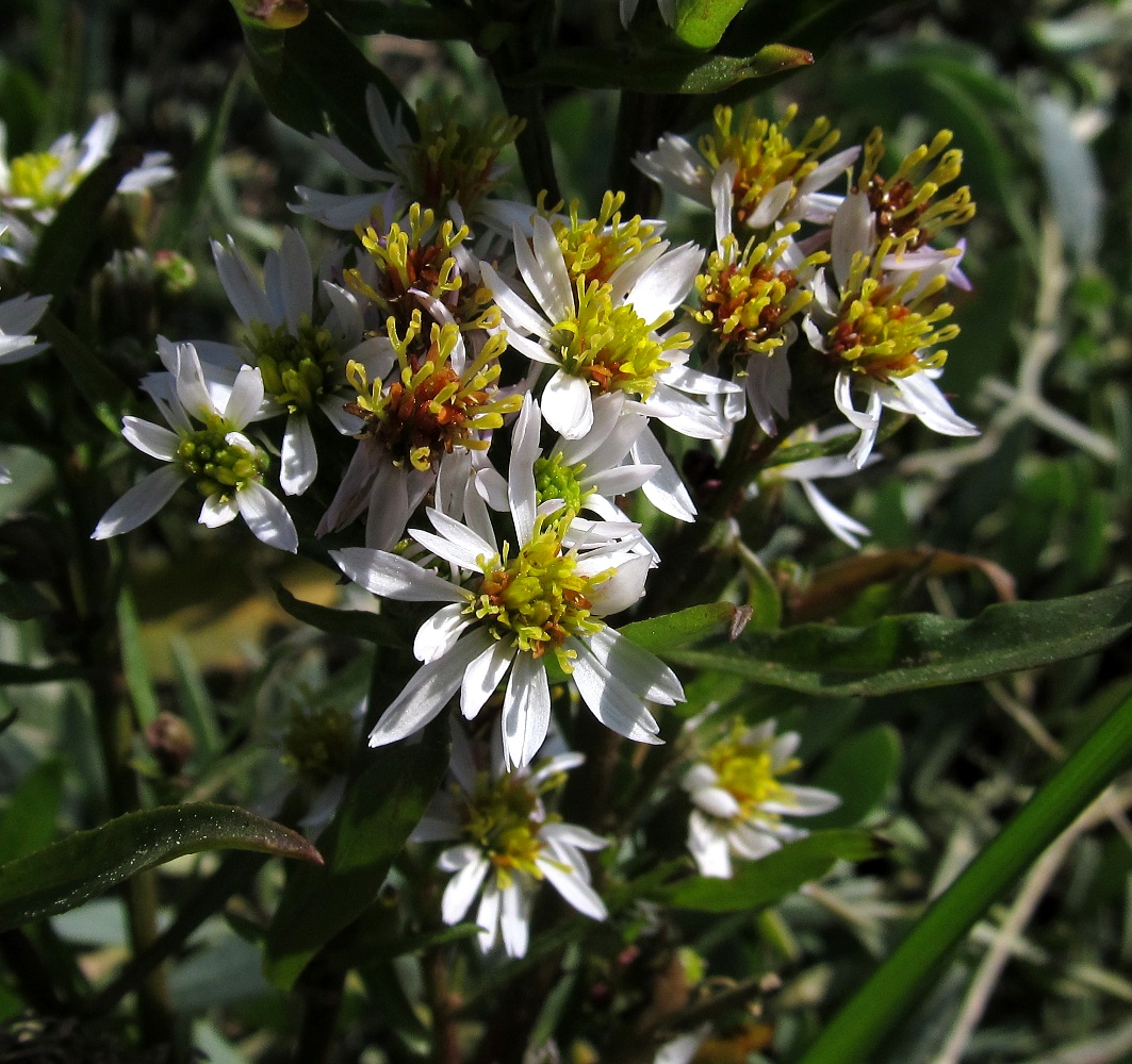 Изображение особи Tripolium pannonicum ssp. tripolium.