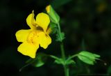 Mimulus guttatus. Цветок. Московская обл., Ульяновский лесопарк. 01.08.2006.