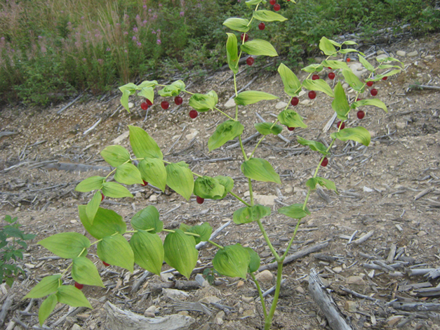 Изображение особи Streptopus amplexifolius.