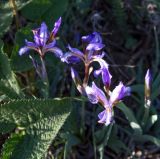 Iris glaucescens