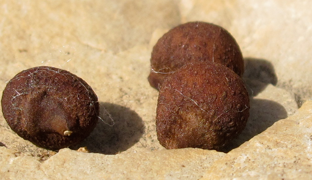 Image of Ceiba speciosa specimen.