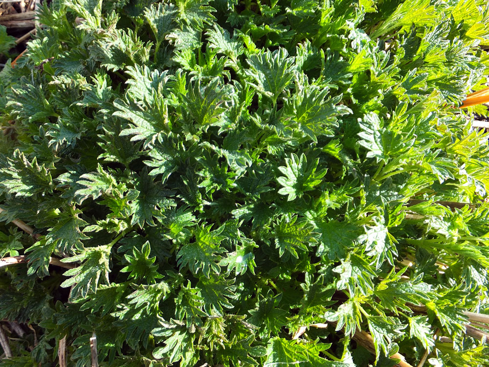 Image of Urtica dioica specimen.