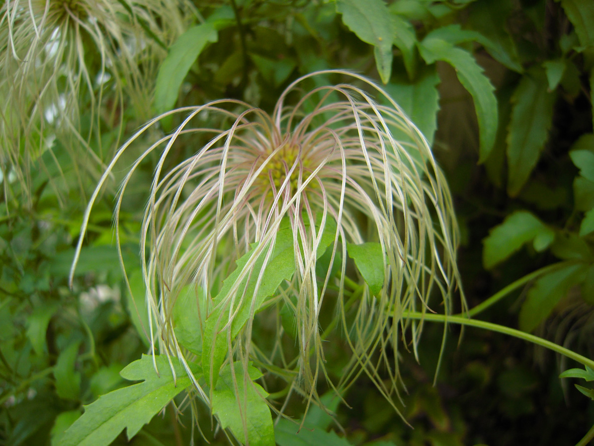 Image of Clematis serratifolia specimen.