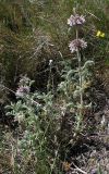 Marrubium supinum. Цветущие растения. Испания, Наварра, биосферный заповедник Барденас Реалес. 27 мая 2012 г.