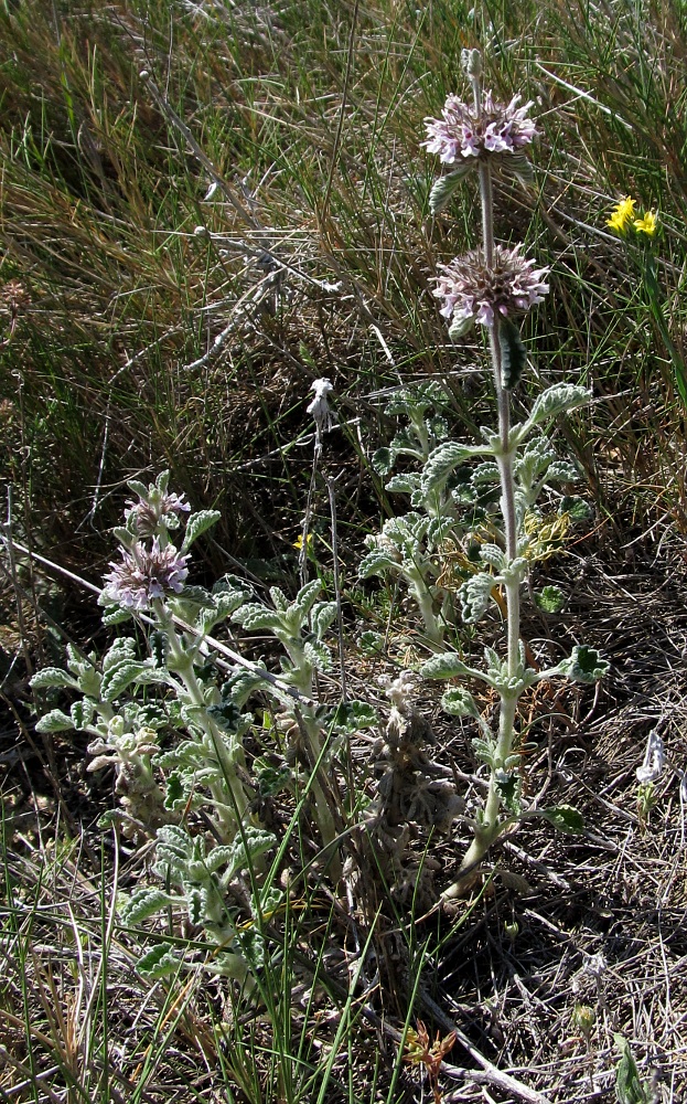 Image of Marrubium supinum specimen.