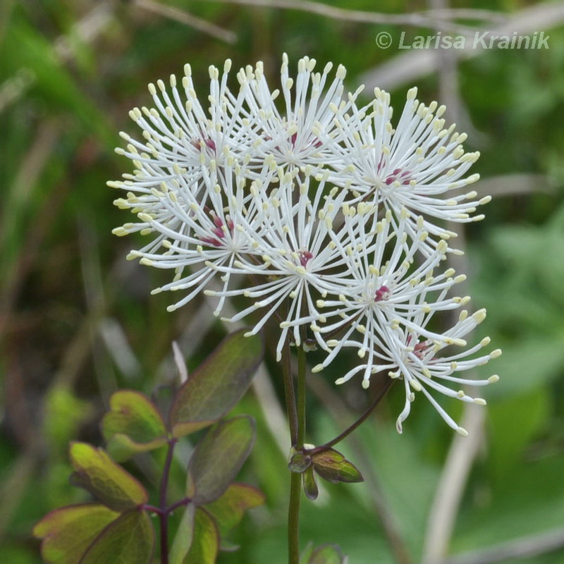 Изображение особи Thalictrum contortum.