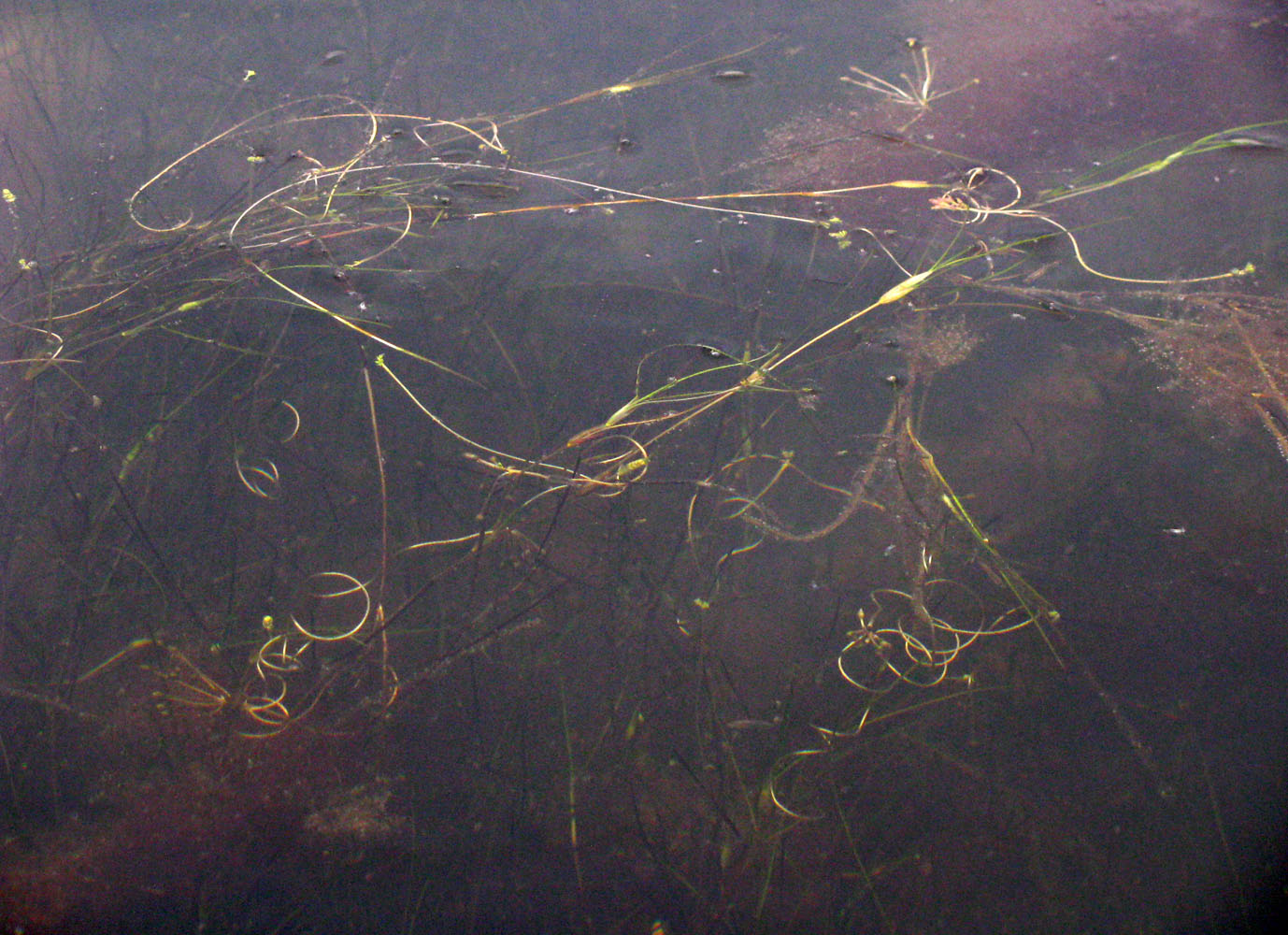Image of Ruppia spiralis specimen.