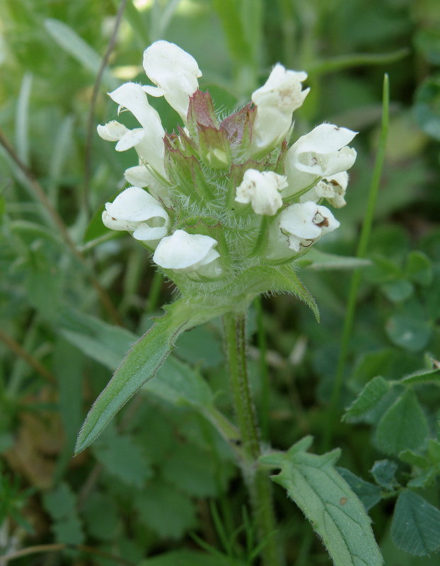 Image of Prunella laciniata specimen.