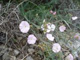 Convolvulus cantabrica