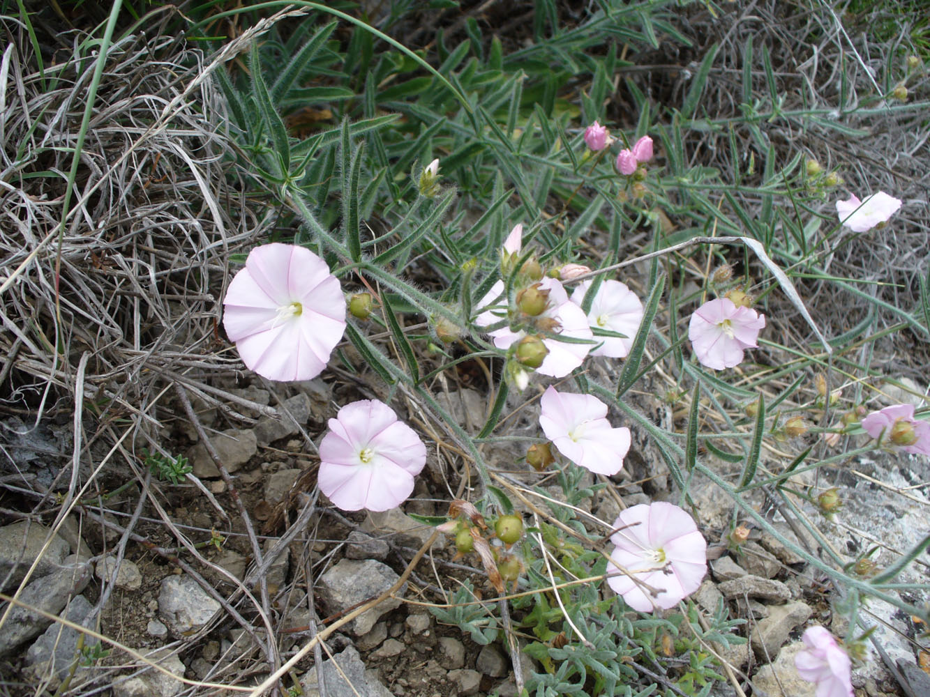 Image of Convolvulus cantabrica specimen.