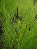 Carex appendiculata