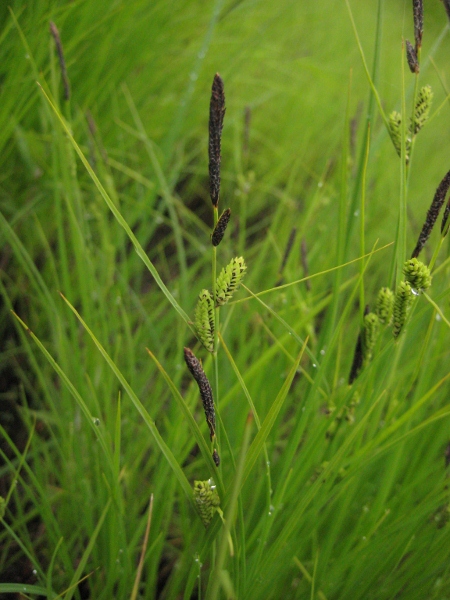 Изображение особи Carex appendiculata.