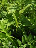 Bistorta manshuriensis